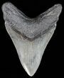 Fossil Megalodon Tooth - South Carolina #51132-2